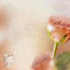 White / Lychee Rose