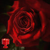 Red / Ebony & Velvet Rose