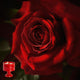 Red / Ebony & Velvet Rose