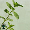 Green / Mint Leaves