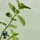 Green / Mint Leaves