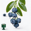 Green / Musk Blueberry