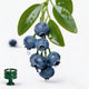 Green / Musk Blueberry