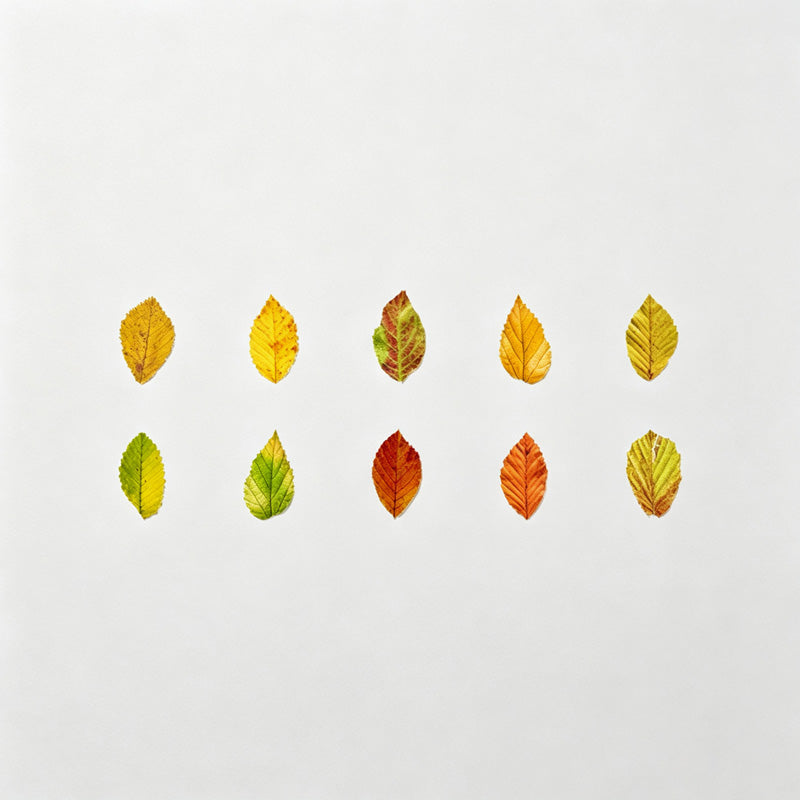 Leaf Shaped Washi Tape Roll
