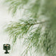 Green / Forest Pine